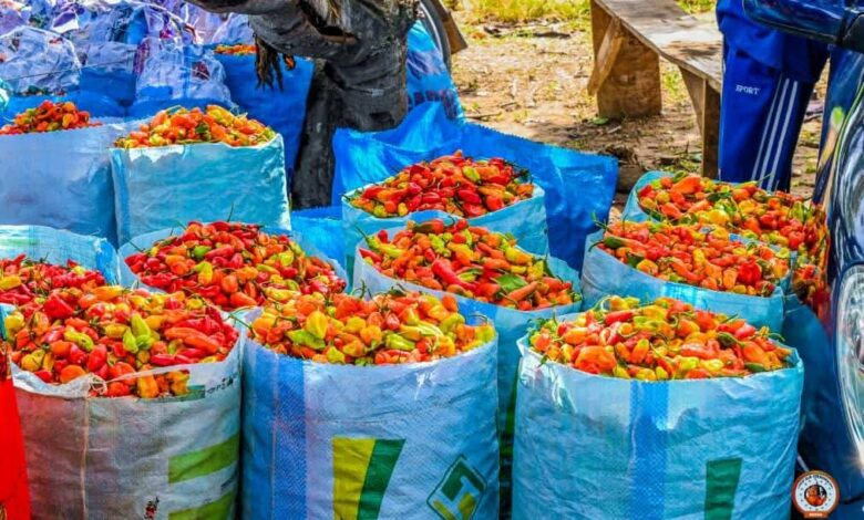 PHOTO NEWS: Oba Adedokun Abolarin celebrates bountiful agricultural harvest in Oke-Ila Orangun 7 IMG 20250524 WA0024