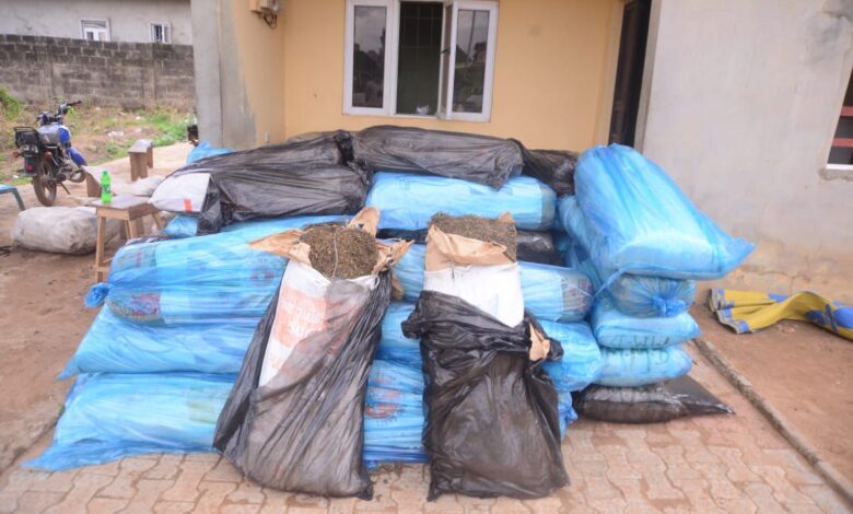 Ondo Police arrest two suspected drug traffickers, recover 51 bags of Indian hemp 1 IMG 20250619 WA0055
