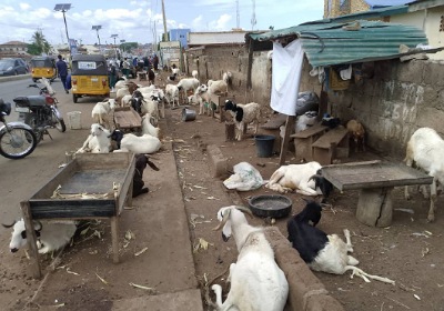 Ram dealers lament low sales in Ilorin 1
