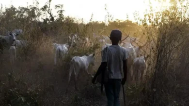 'Oluyole LGA won’t tolerate lawlessness' — Chairman warns herders over anti-grazing violation 7 e95f8340 4944 11f0 a223 795f4619e683.jpg