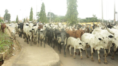 Open Grazing: OGSG frowns at continued violation of law by herders 10 Cows arrested in Ondo