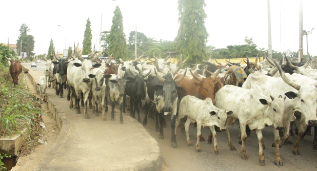 Open Grazing: OGSG frowns at continued violation of law by herders 1 Cows arrested in Ondo
