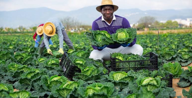 Finance group launches N5bn agricultural, financial hub in Kano 1 images 2025 07 08T084533.805