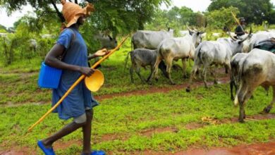 Tension in Ondo as farmers protest destruction of crops by herdsmen 3 Herdsman