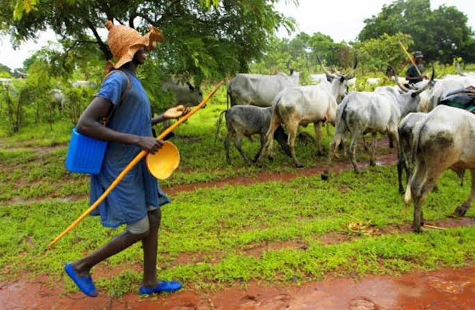 Tension in Ondo as farmers protest destruction of crops by herdsmen 1 Herdsman
