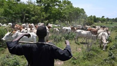 Herders seek dialogue with Oyo govt over alleged harassment 12 gettyimages 1222748959 612x612 1