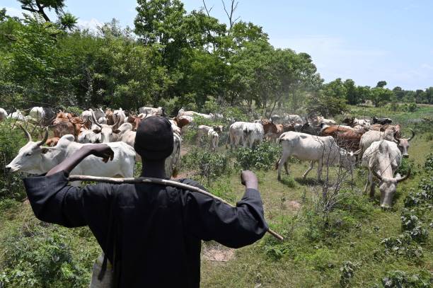Herders seek dialogue with Oyo govt over alleged harassment 1 gettyimages 1222748959 612x612 1