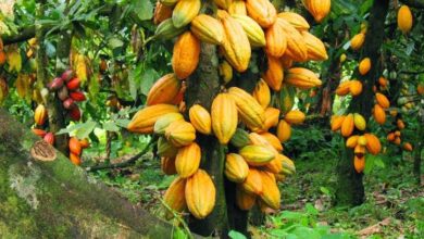Cocoa becomes Nigeria’s top export to Belgium, overtaking crude oil 6 images 58