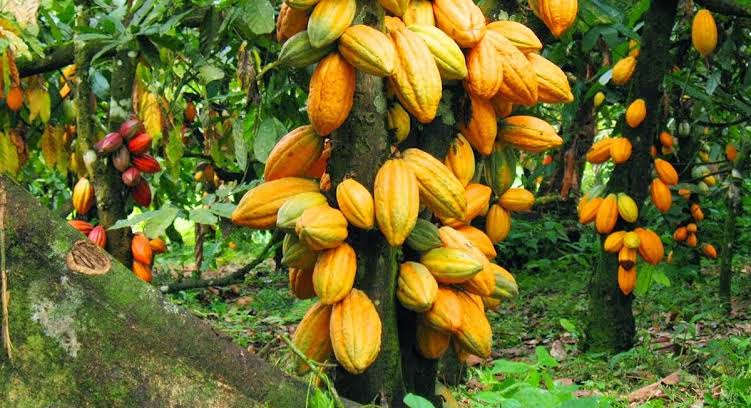 Cocoa becomes Nigeria’s top export to Belgium, overtaking crude oil 1 images 58
