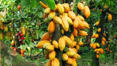 Nigeria targets 500,000-tonne cocoa output by 2025 2 images 65