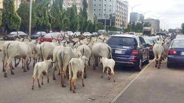 Presidency, Miyetti Allah move to end open grazing in Abuja 1 images 20 1