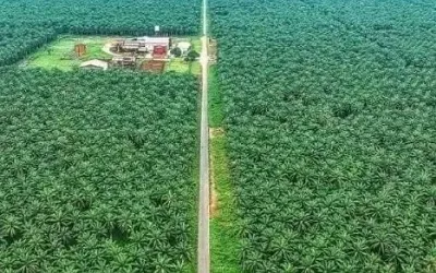 Alda Palm, Imo State, and the wealth we squandered, by Chioma Ahaghotu 1