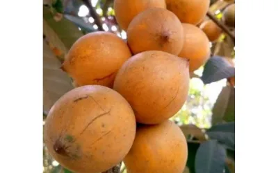 The Udara tree in Igbo cosmology, by Kelechi Deca 1