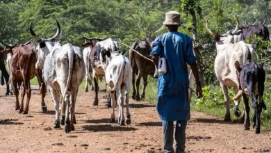 Two herders arraigned over N6m palm plantation damage in Ondo 9 IMG 20260213 WA0004