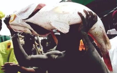 Fishermen begin competition at Argungu festival despite President Tinubu’s absence 1