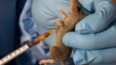 Plateau activates emergency response after Lassa fever hits seven councils 6 Lassa Fever.photo by lagosstate.gov .ng 1