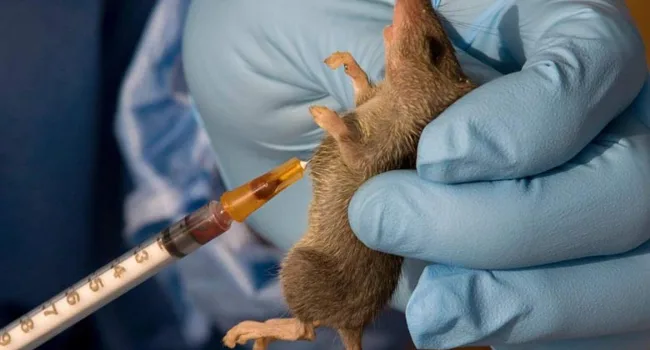 Lassa Fever.photo by lagosstate.gov .ng 1