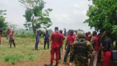 Bush combing ef