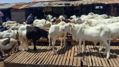 Eid-el-Kabir: Ram sellers urge early salary payments as low sales hit Kwara 2 2e7470e4 d155 493d b88d 0c34c2169ef1