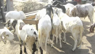 Livestock sales remain steady in Osogbo despite high prices 2 IMG 20260526 WA0011