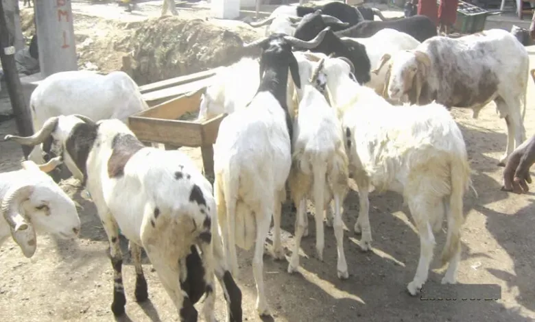 Livestock sales remain steady in Osogbo despite high prices 1 IMG 20260526 WA0011