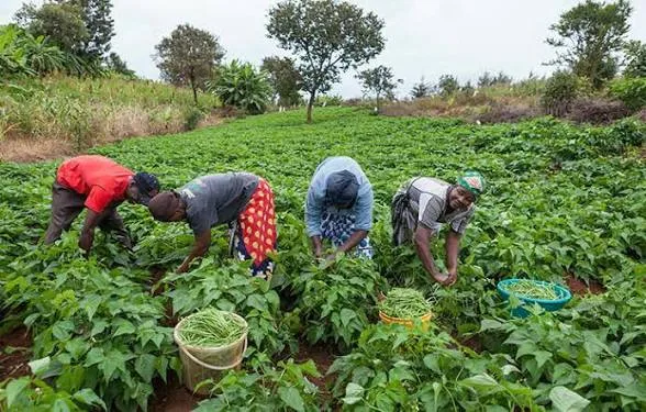 Tinubu hails MOFI, NADF for strengthening Nigeria’s fertiliser value chain 1 IMG 6053