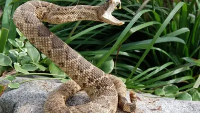 FEC approves N93.9bn for snakebite treatment, TB control, blood services, family planning 12 IMG 6644