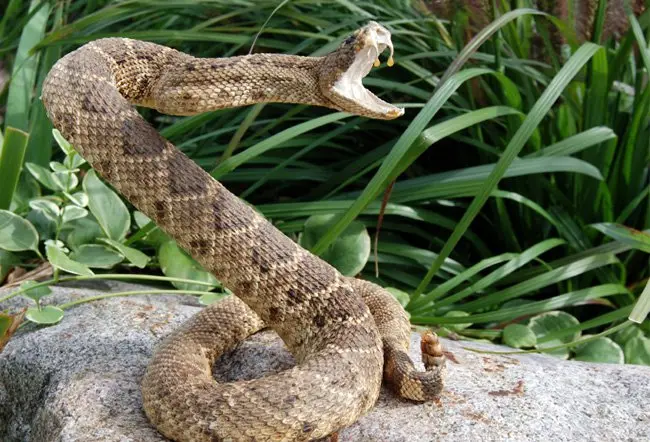 FEC approves N93.9bn for snakebite treatment, TB control, blood services, family planning 1 IMG 6644