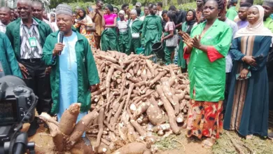 Kwara poly begins maiden cassava harvest to boost revenue, practical learning 6 88a5a82a 6873 44d8 946d 9c01334f0ce4