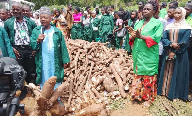 Kwara poly begins maiden cassava harvest to boost revenue, practical learning 1 88a5a82a 6873 44d8 946d 9c01334f0ce4