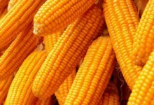 Ondo maize farmers seek relief as low prices, rising costs threaten sector 12 db36a934 93ef 4217 8822 367d102e937c 1