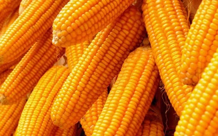 Ondo maize farmers seek relief as low prices, rising costs threaten sector 1 db36a934 93ef 4217 8822 367d102e937c 1