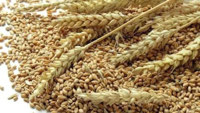 Nigeria’s wheat production hits 420,000 tonnes under NAGS-AP — FG 1 IMG 2140