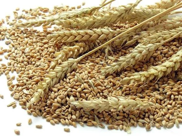 Nigeria’s wheat production hits 420,000 tonnes under NAGS-AP — FG 1 IMG 2140