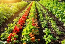 FG woos European investors for one-million-hectare tree crops expansion 2 IMG 2633